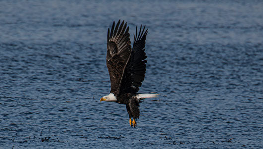 Eagle sex position